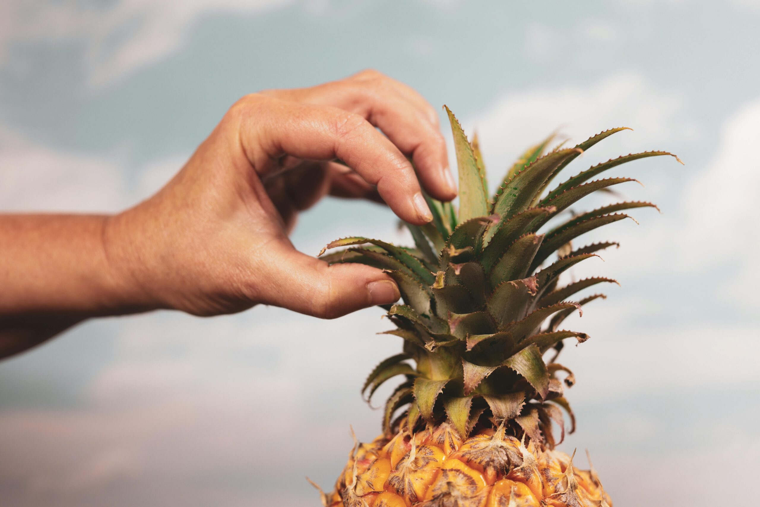 Detailaufnahme einer Hand, die vor einem bewÃ¶lkten Himmel die oberen BlÃ¤tter einer reifen Ananas greift.