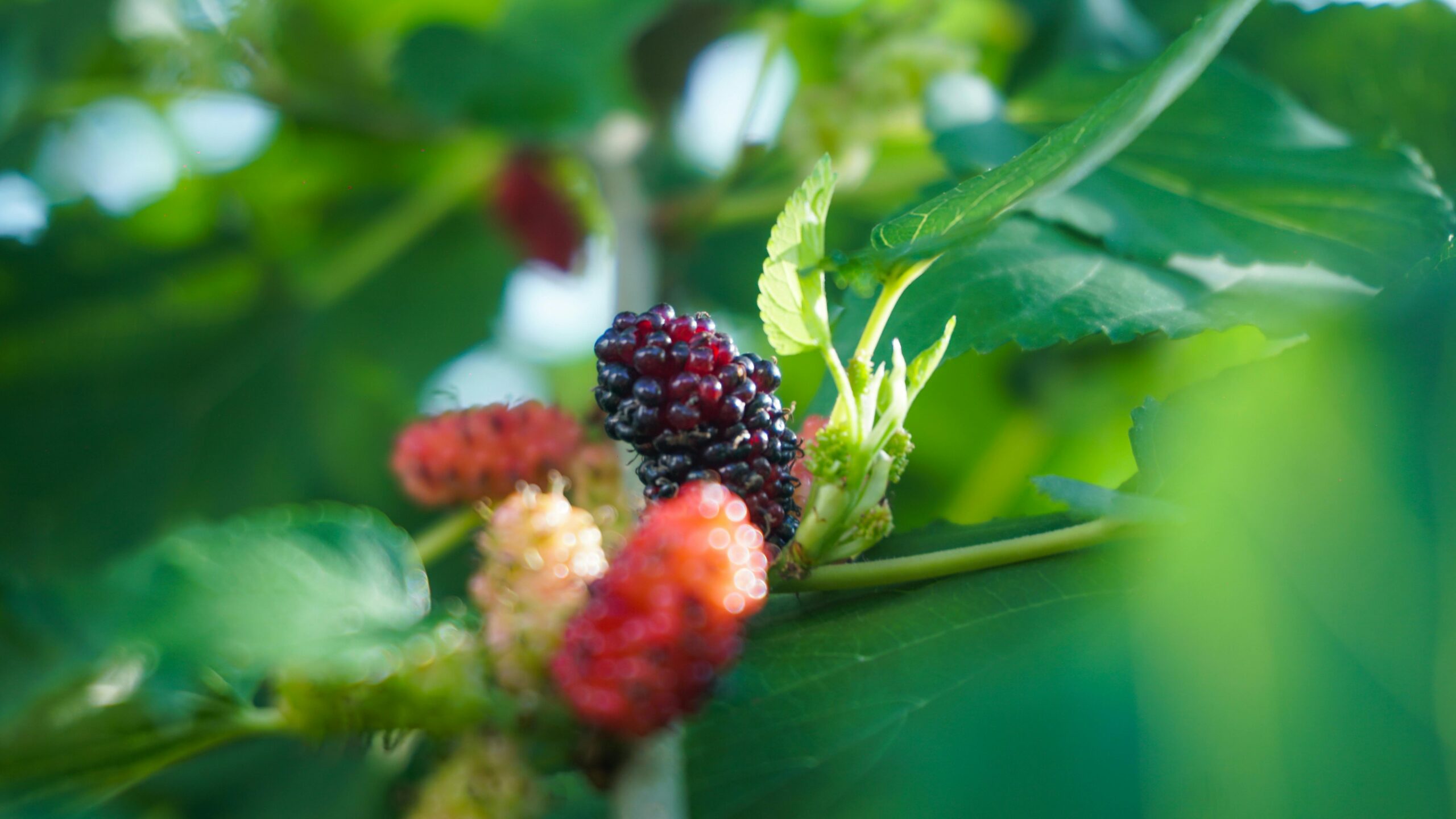 Fokussierte Makroaufnahme von reifen Maulbeeren, umgeben von leuchtend grÃ¼nen BlÃ¤ttern im Sonnenlicht.